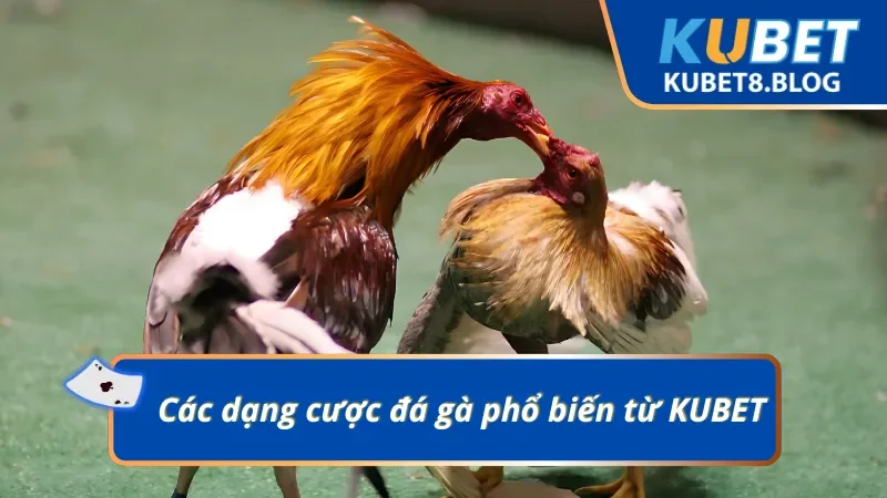 Cược đá gà tiềm năng dễ hiểu dễ chơi dễ trúng thưởng