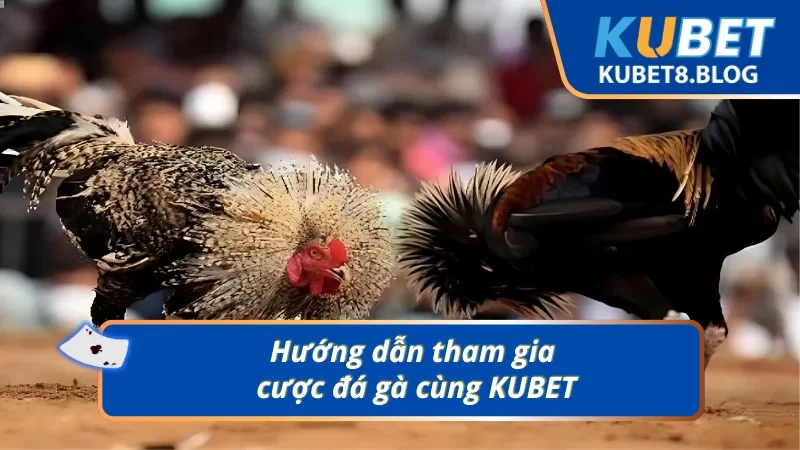 Tân thủ dễ dàng tiếp cận và cá cược đá gà tại nhà cái uy tín