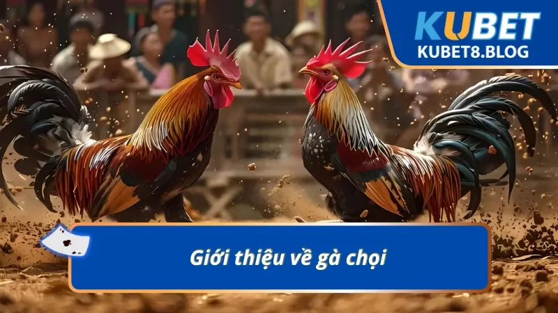 Gà chọi là giống gà dũng mãnh trên các sàn đấu cá cược trực tuyến