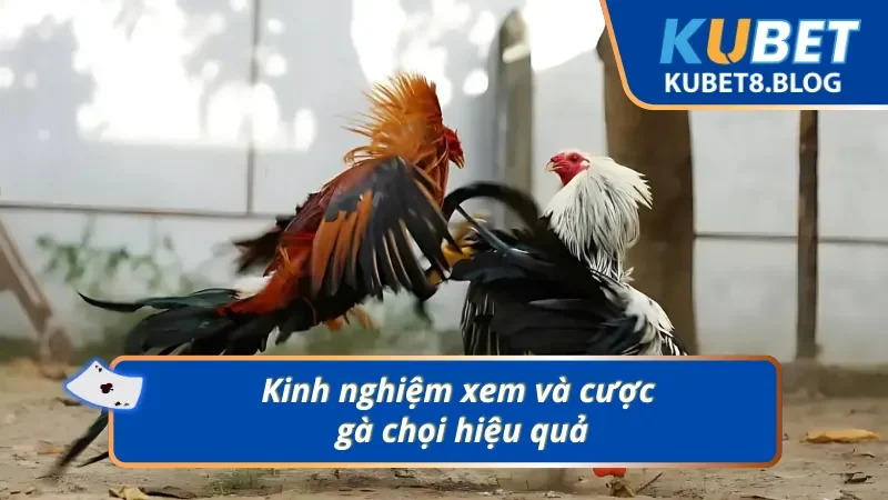 Để đánh giá một chiến kê mạnh, bạn cần chú ý đến thành tích, thể chất và đôi mắt tinh anh